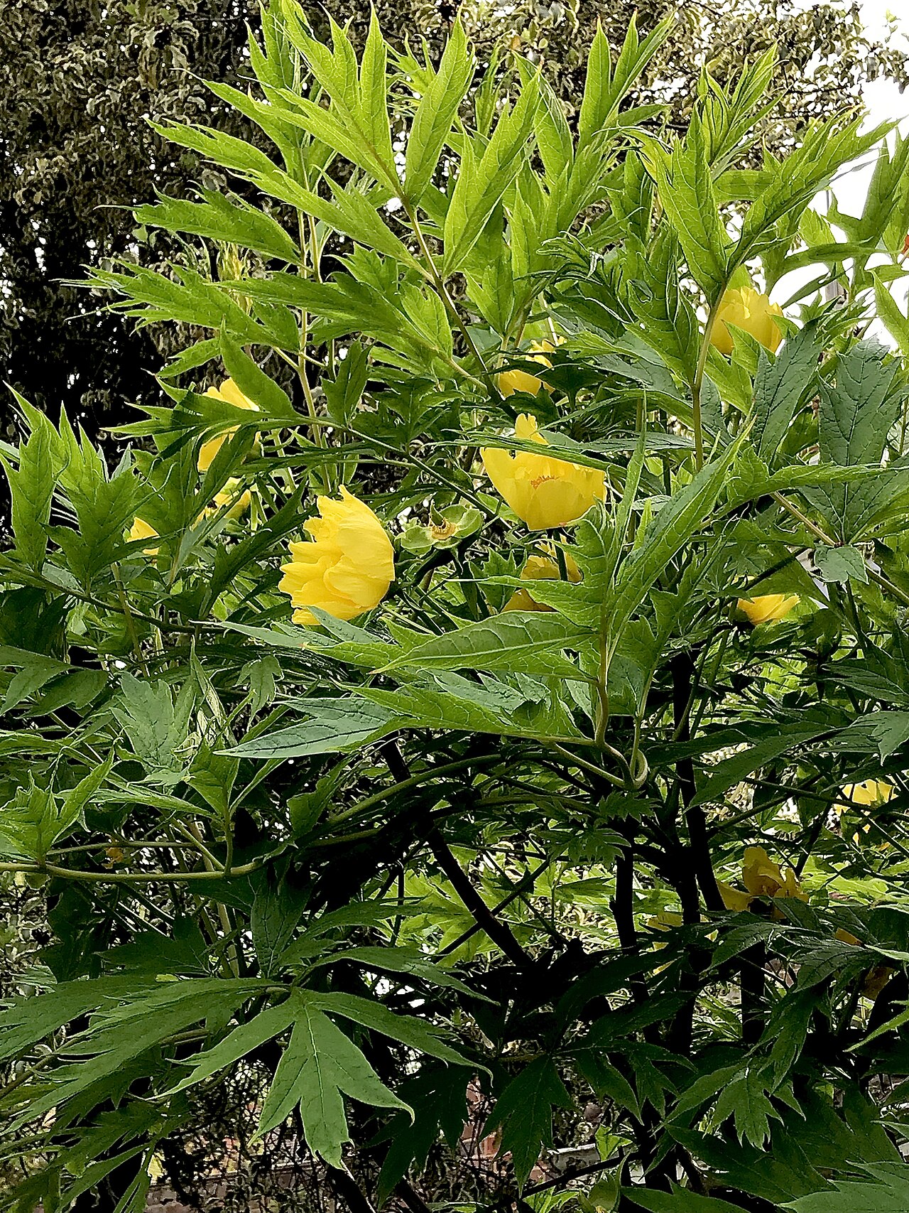 Tibetan tree peony: Mid-shot of a large, mature specimen of Paeonia ludlowii in full leaf and flower. Plant growing in a private garden in the London suburb of Ealing.