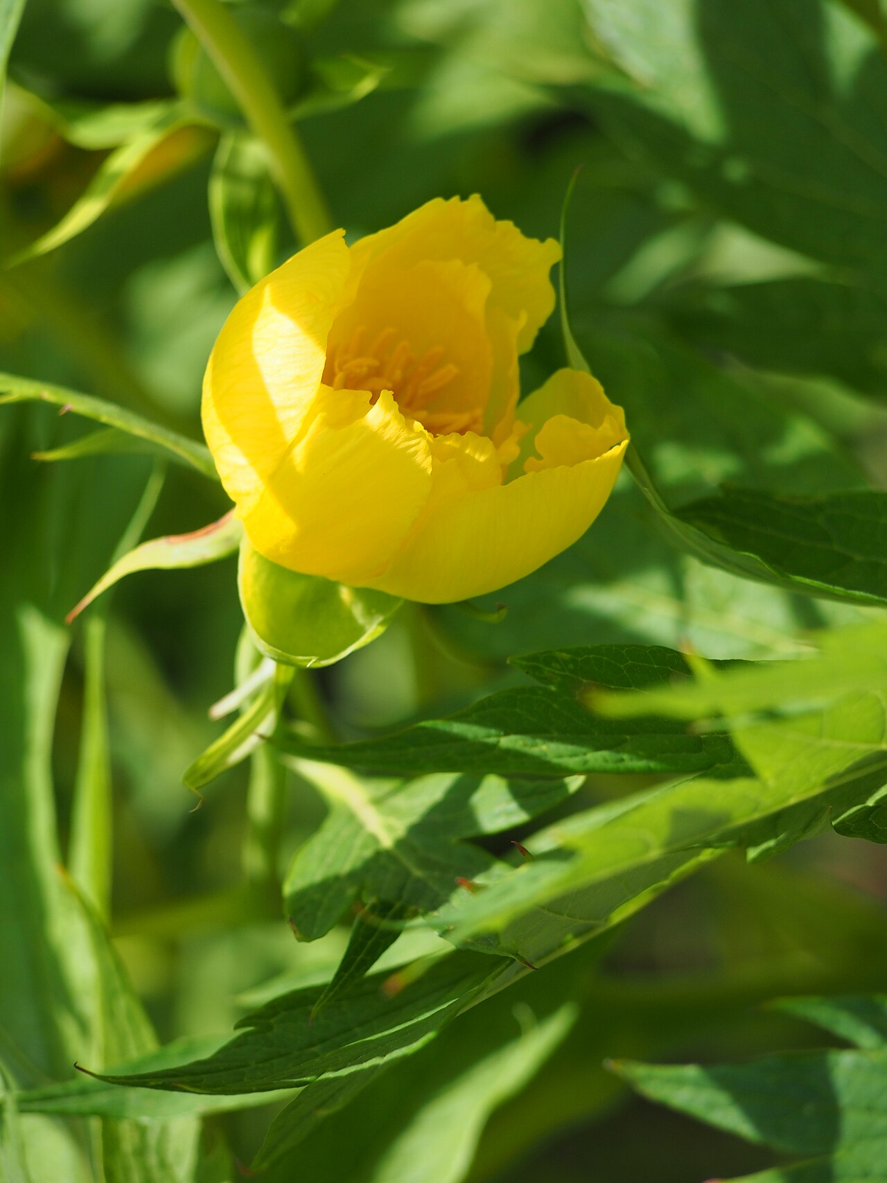 Tibetan tree peony: Ludlow's tree peony Paeonia ludlowii , yellow flower, plant cultivated in Wrocław University Botanical Garden, Wrocław, Poland.