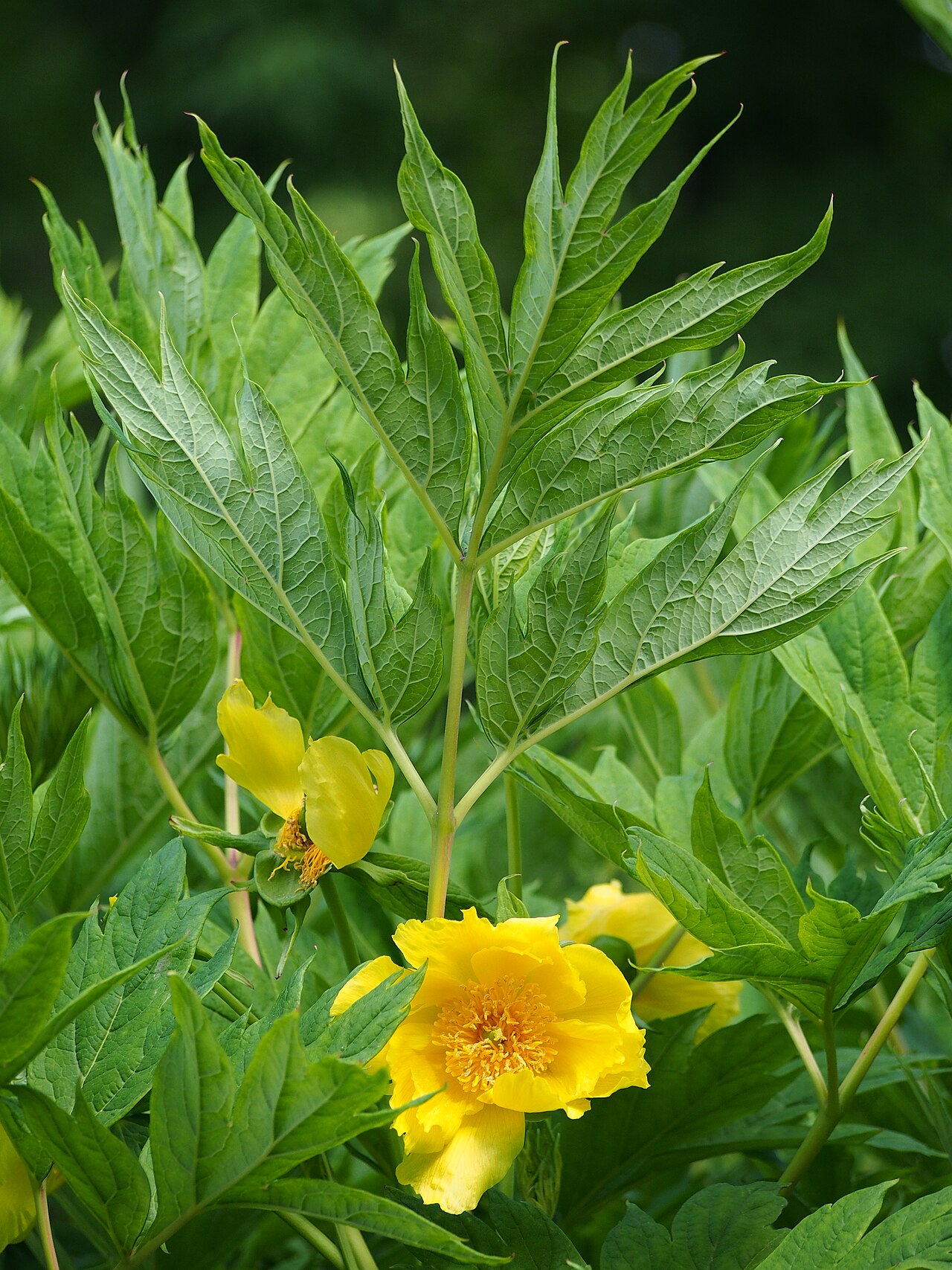 Tibetan tree peony: Ludlow's tree peony Paeonia ludlowii , yellow flowers, plant cultivated in Wrocław University Botanical Garden, Wrocław, Poland.