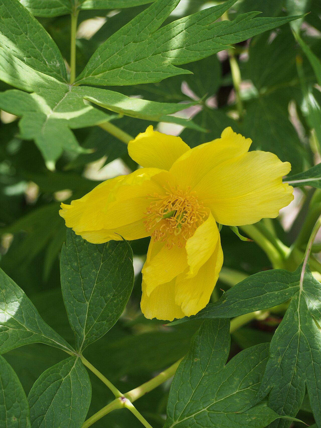 Tibetan tree peony: Ludlow's tree peony Paeonia ludlowii , yellow flowers, plant cultivated in Wrocław University Botanical Garden, Wrocław, Poland.