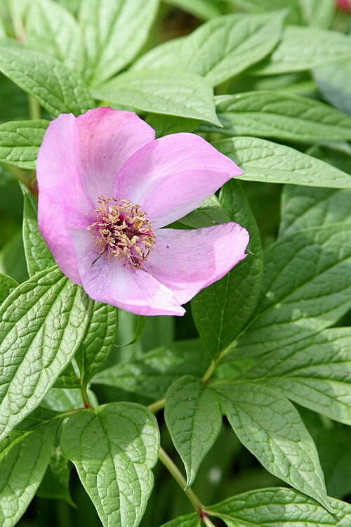 Paeonia mairei: Paeonia mairei