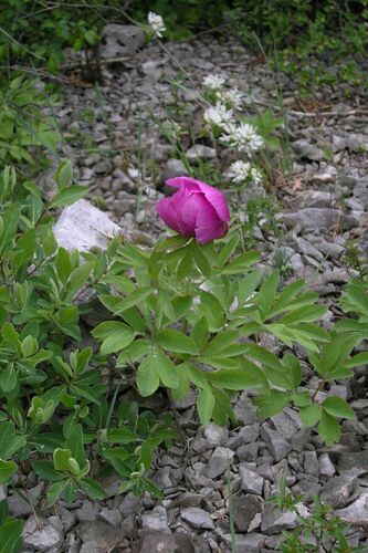 Common peony (Paeonia officinalis)