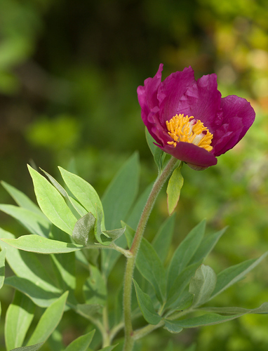 Common peony (Paeonia officinalis)