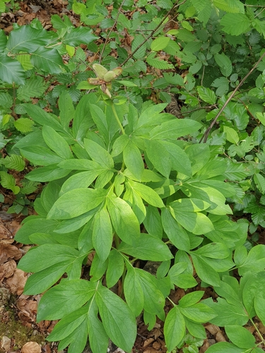 Common peony (Paeonia officinalis)