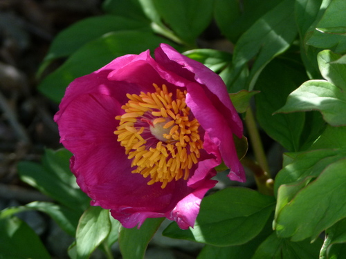 Common peony (Paeonia officinalis)