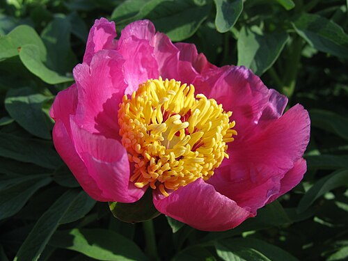 Common peony: Paeonia officinalis , macro pink flower garden