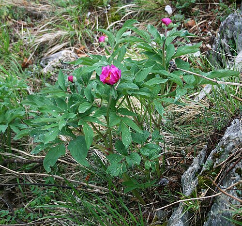 Common peony: Echte Pfingstrose ( Paeonia officinalis subsp. officinalis ), Pfingstrosengewächse (Paeoniaceae) - Italien/Italia/Italy: Toscana, Prov. Lucca, Parco Regionale d