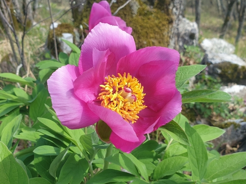 Common peony (Paeonia officinalis)