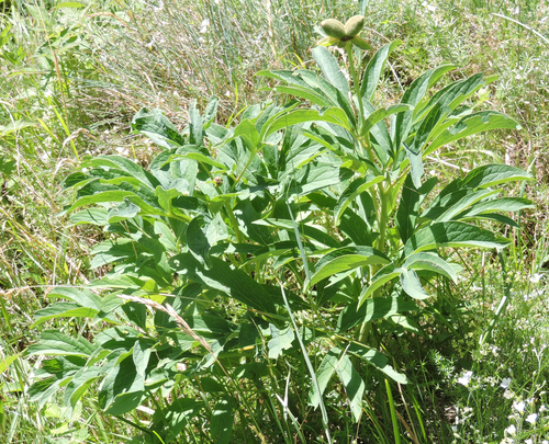 Common peony: Col de Fenêtre (AO, Italy): Paeonia officinalis with fruits