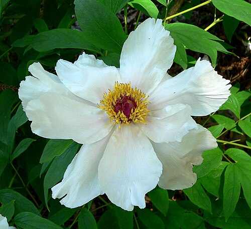 Paeonia ostii: Paeonia ostii at the University of California Botanical Garden , Berkeley, California