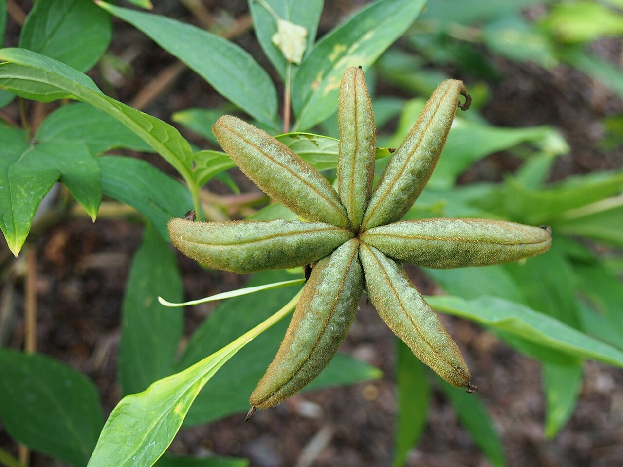 Paeonia ostii: Paeonia ostii fruit, plant cultivated in Wrocław University Botanical Garden, Wrocław, Poland.