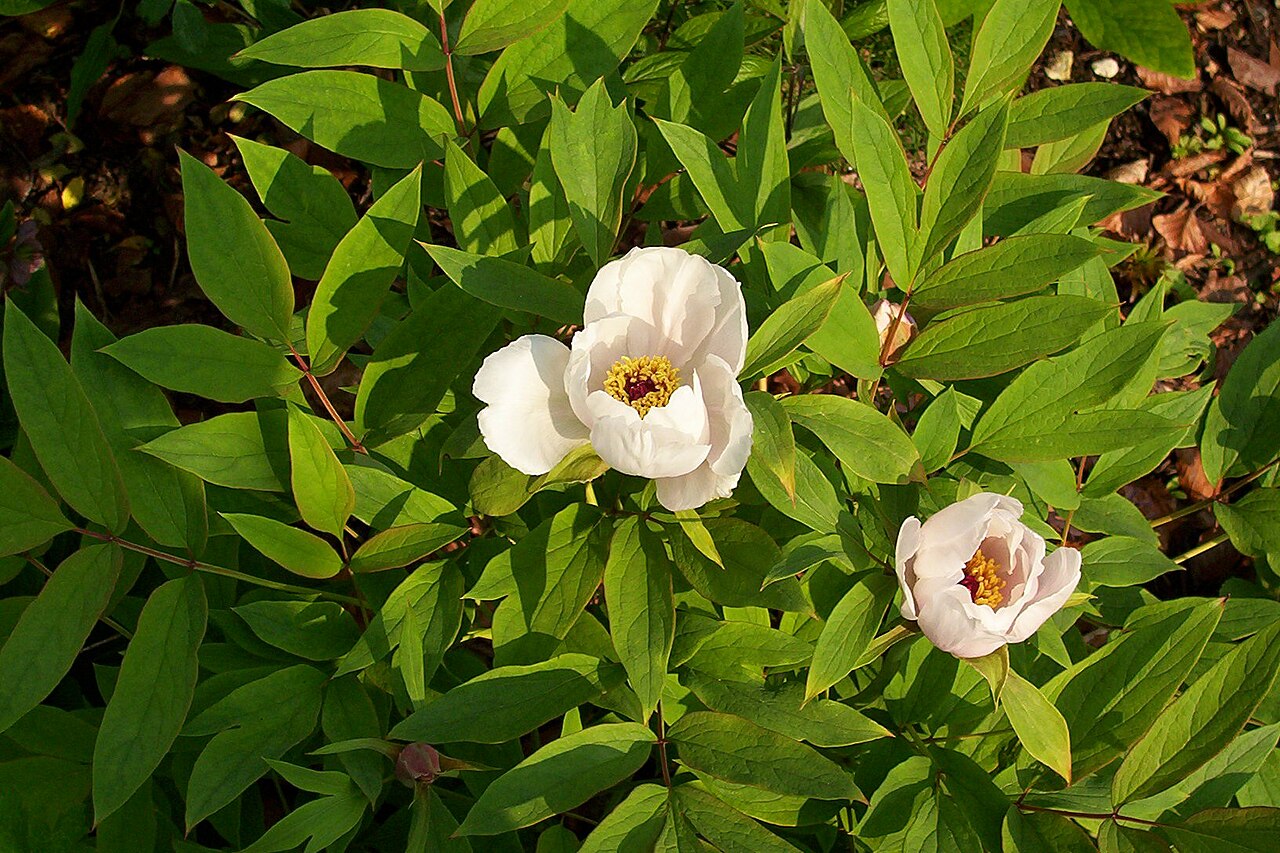 Paeonia ostii: Paeonies were until recent DNA analysis thought to belong among the Ranunculaceae but in fact are related to the Saxifragaceae. Bought for a tenner in the North