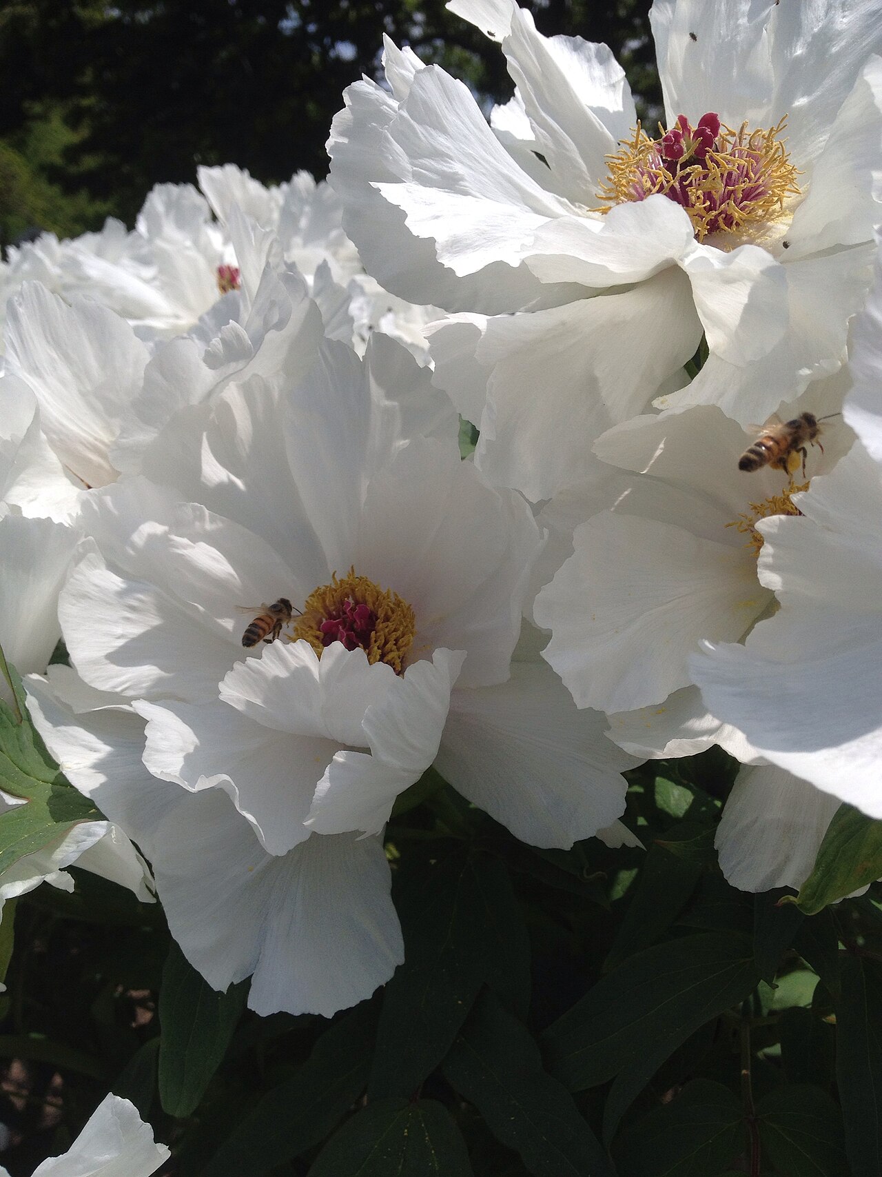 Paeonia ostii: Tree Peony