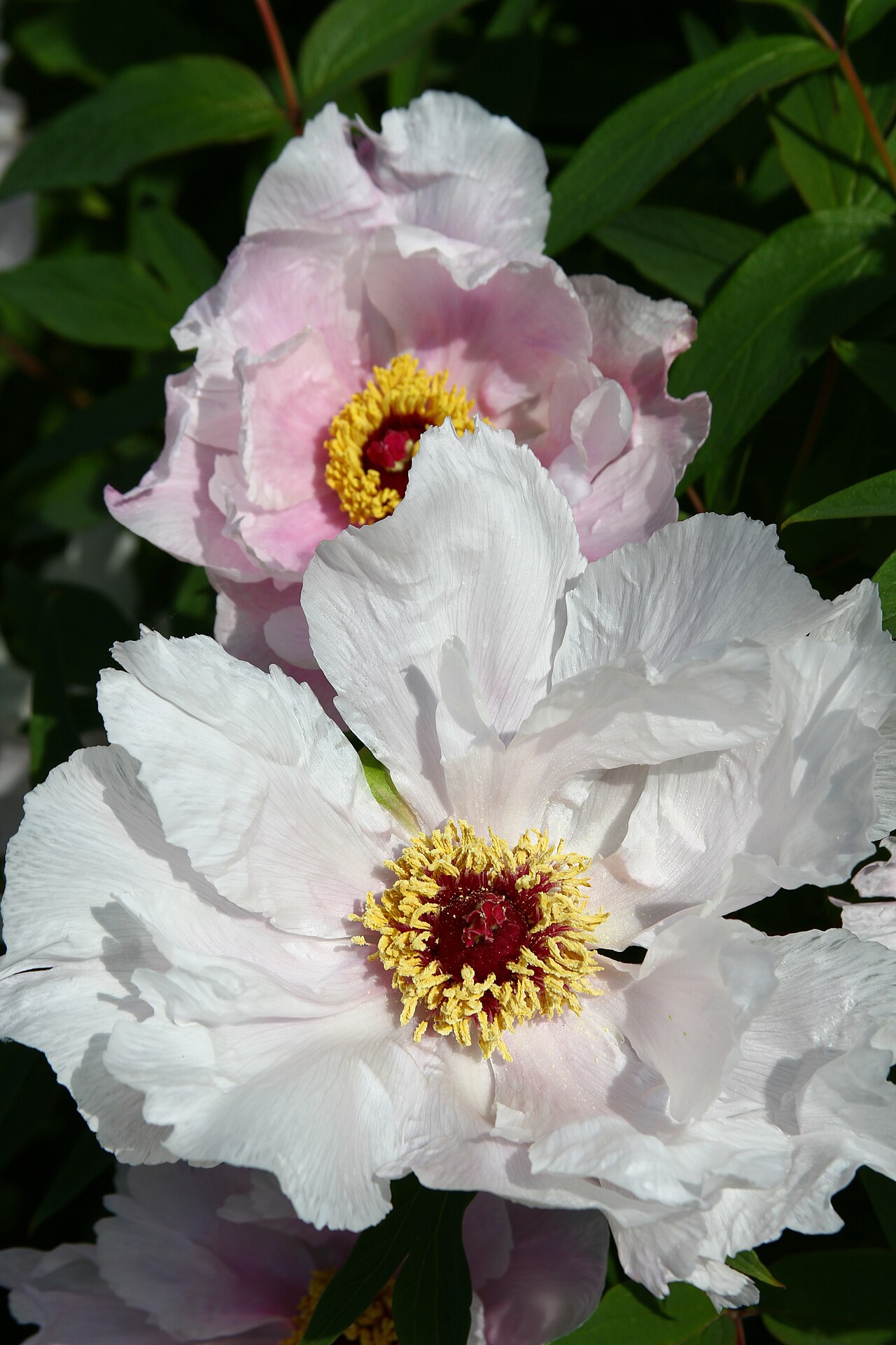 Paeonia ostii: Paeonia ostii in Parc Floral de Paris