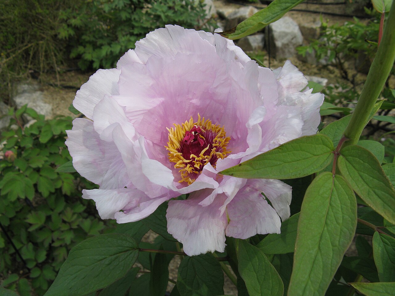 Paeonia ostii: Paeonia suffruticosa '藍綉球'