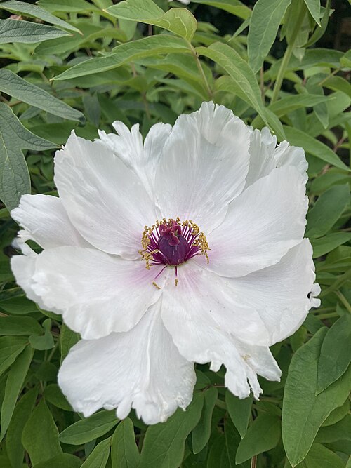 Paeonia ostii: Pivoine de Chine blanche au parc de Bagatelle, Paeonia ostii (Hong, 1992).