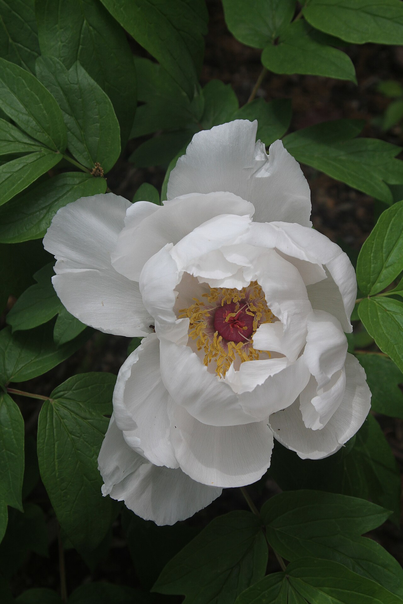 Paeonia ostii: White Peony