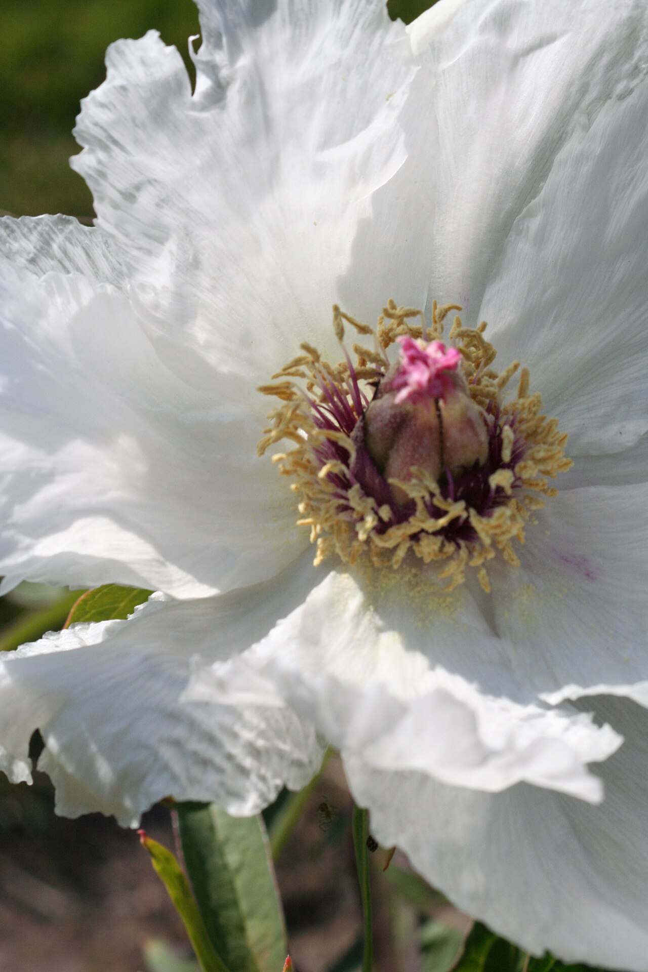 Paeonia ostii: Paeonia ostii 'Feng dan bai'