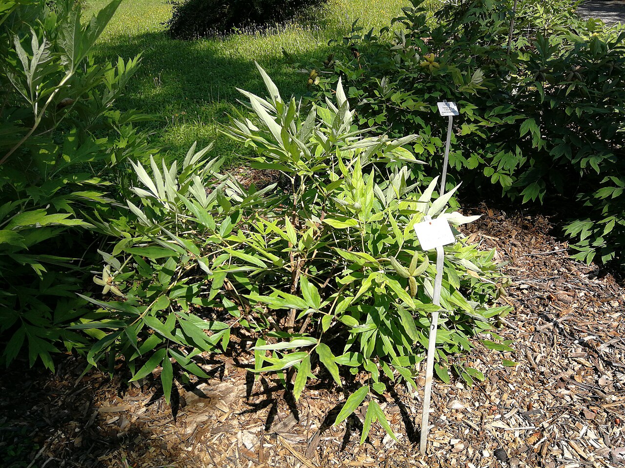 Paeonia ostii: Paeonia ostii, jardin botanique de Zagreb