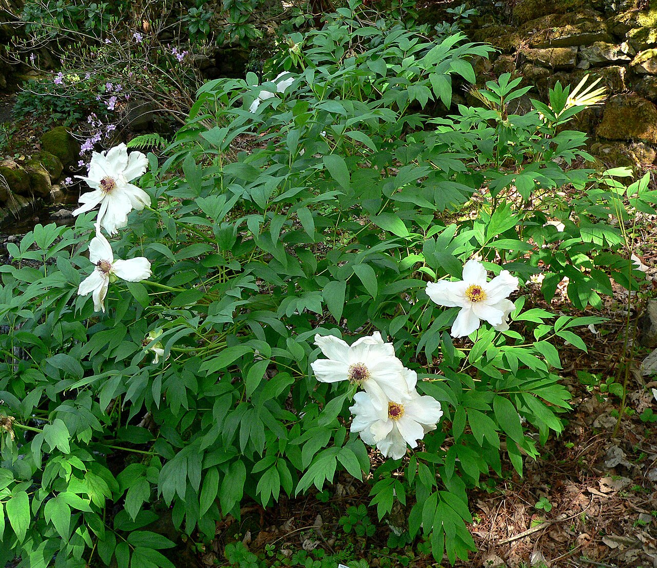 Paeonia ostii: Paeonia ostii at the University of California Botanical Garden , Berkeley, California