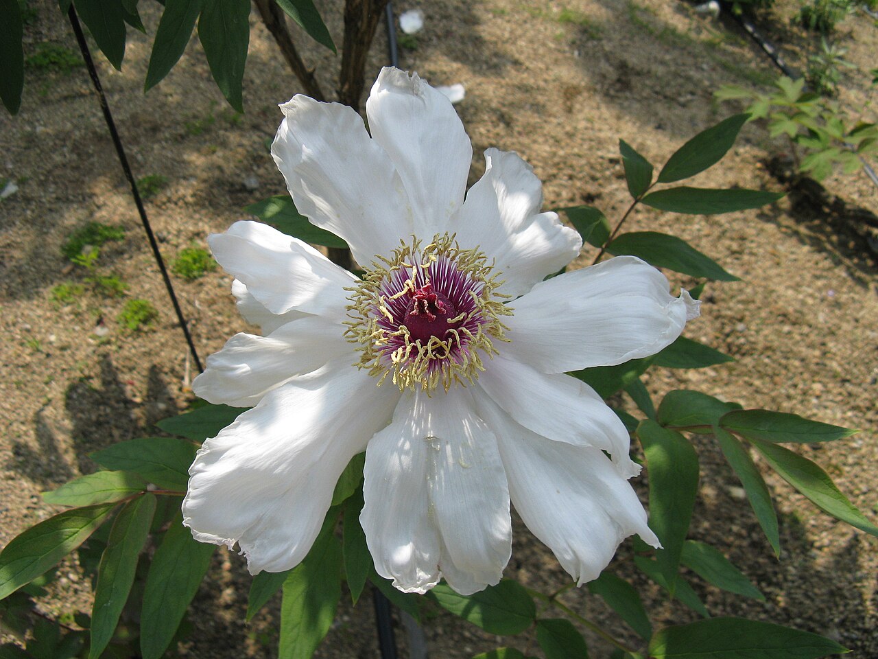 Paeonia ostii: Paeonia suffruticosa '金絲貫頂'