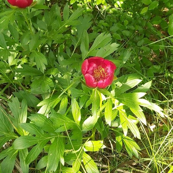 Paeonia peregrina (Paeonia peregrina)