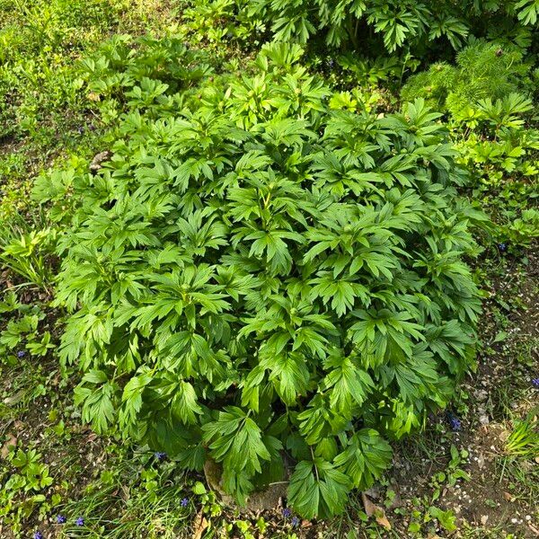 Paeonia peregrina (Paeonia peregrina)