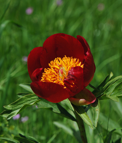Paeonia peregrina (Paeonia peregrina)