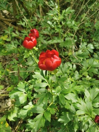 Paeonia peregrina (Paeonia peregrina)