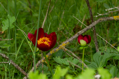 Paeonia peregrina (Paeonia peregrina)