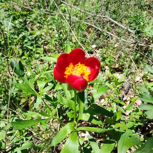 Paeonia peregrina (Paeonia peregrina)