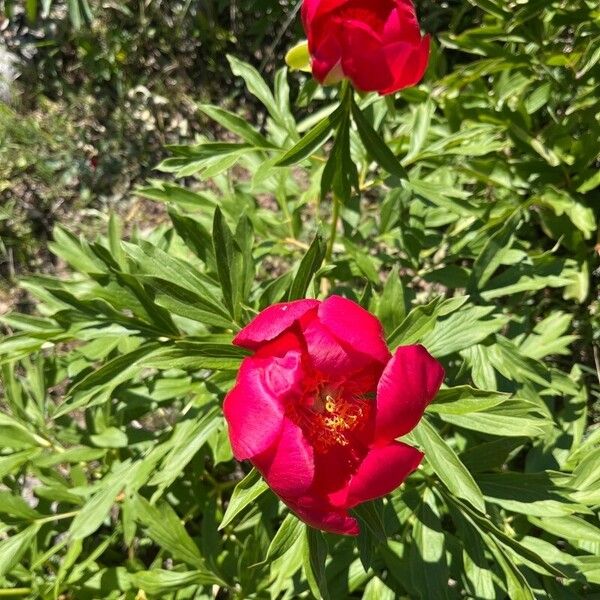Paeonia peregrina (Paeonia peregrina)