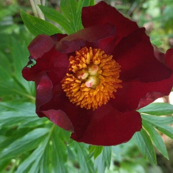 Paeonia peregrina (Paeonia peregrina)