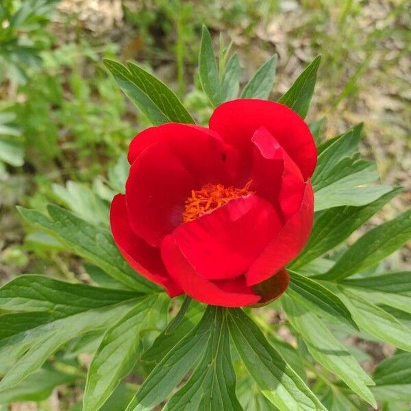 Paeonia peregrina (Paeonia peregrina)