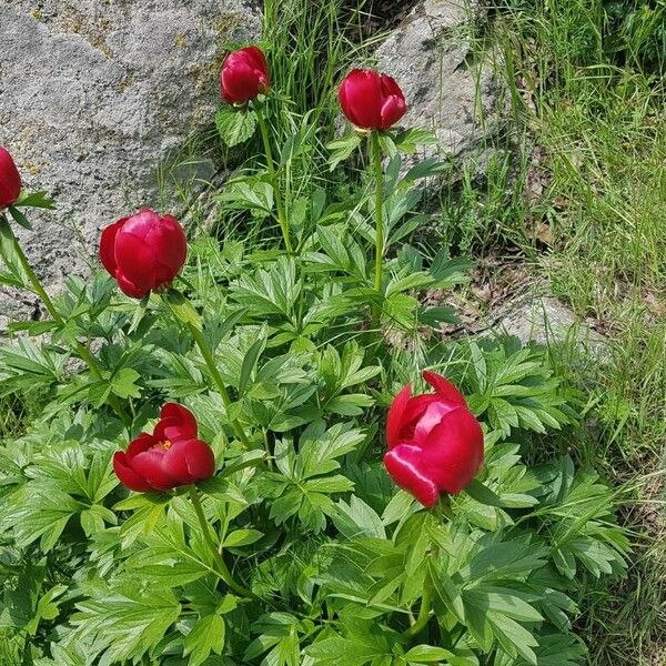 Paeonia peregrina (Paeonia peregrina)