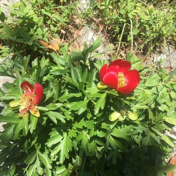 Paeonia peregrina (Paeonia peregrina)