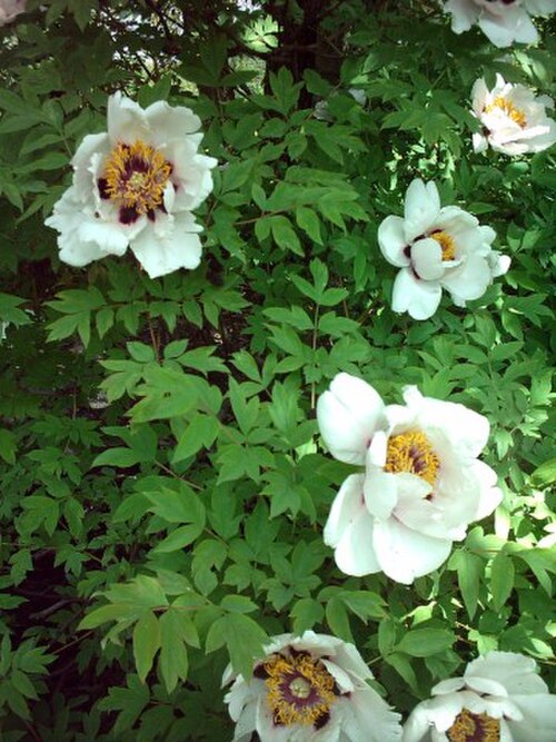 Paeonia rockii (Paeonia rockii)