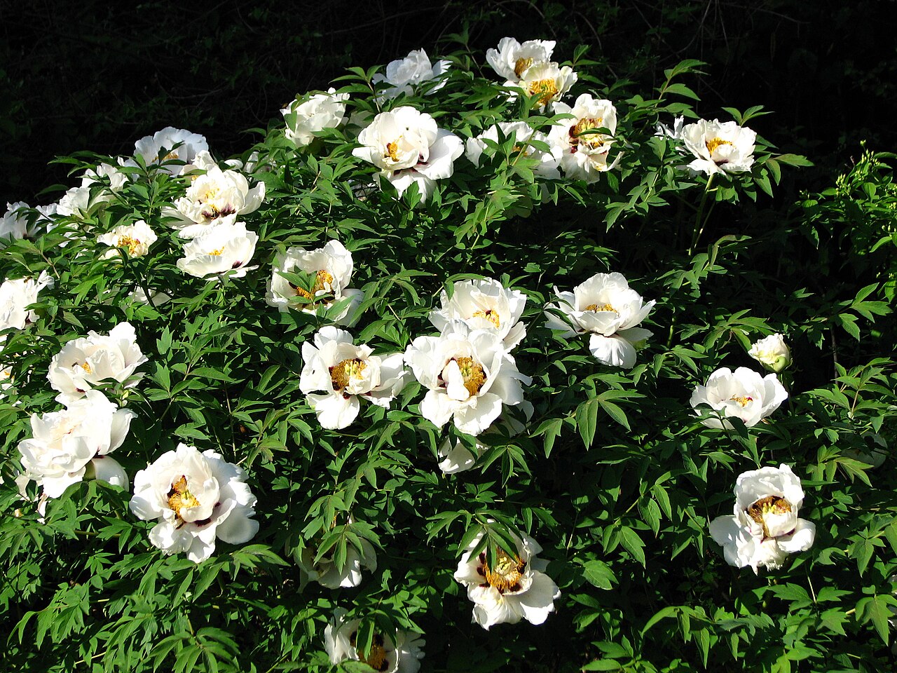 Paeonia rockii: Flowering tree peony (Paeonia suffruticosa) in the Botanical Garden of Moscow State University "Aptekarsky Ogorod"
