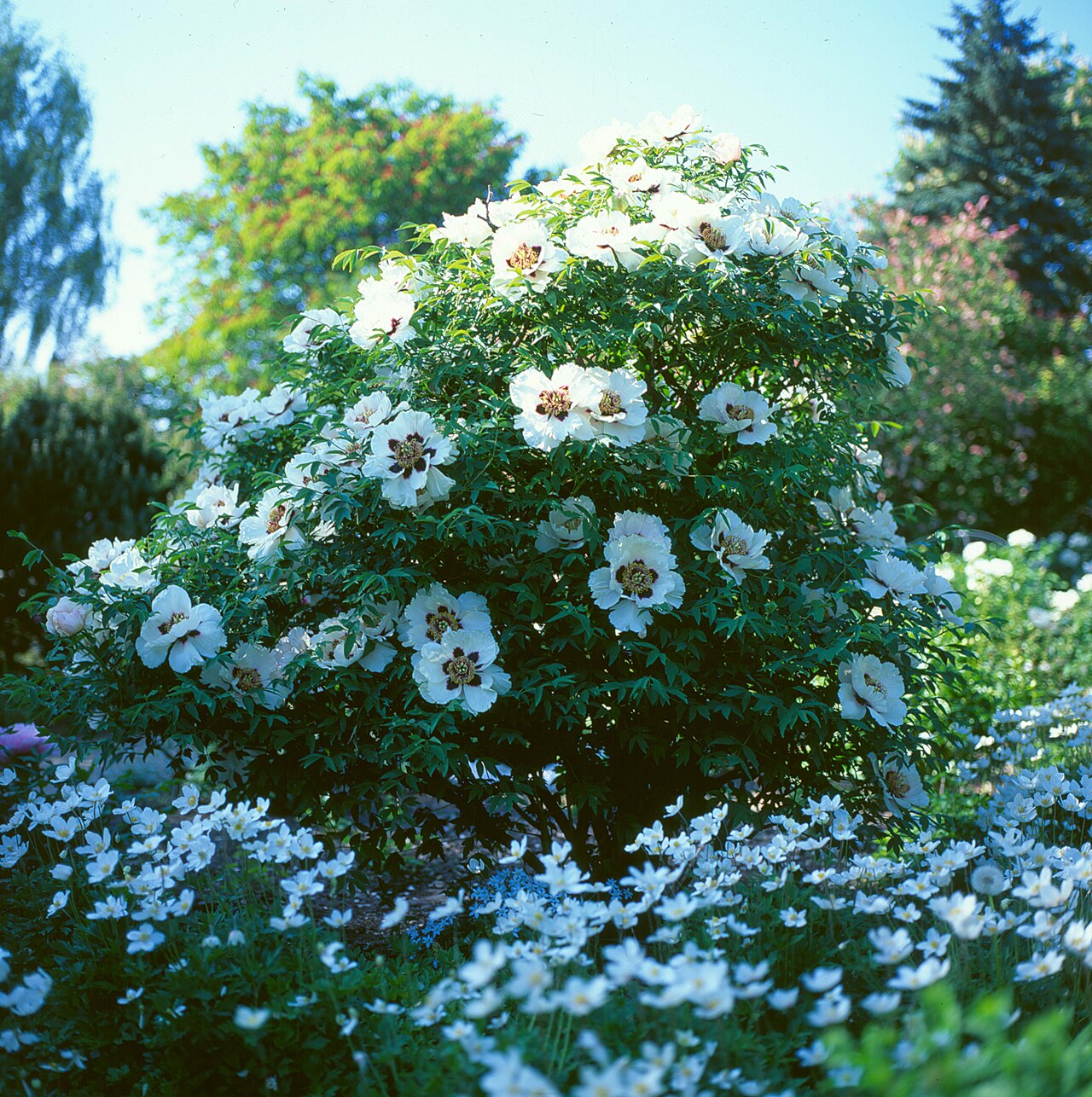 Paeonia rockii: Flowering Tree peony ( Paeonia rockii ) in the Arboretum Ellerhoop, Schleswig-Holstein, Germany