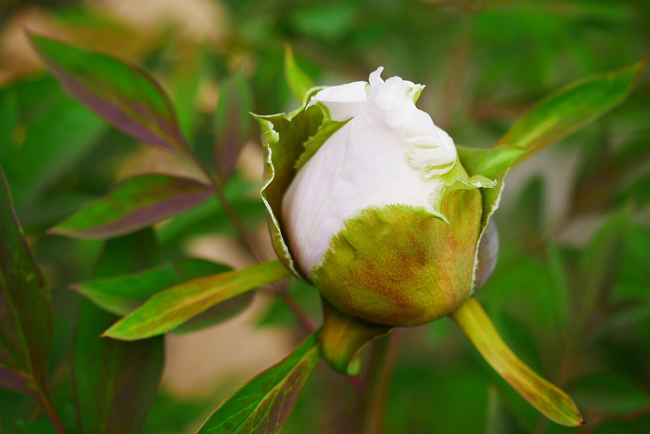 Paeonia rockii: Paeonia Rockii opening bud