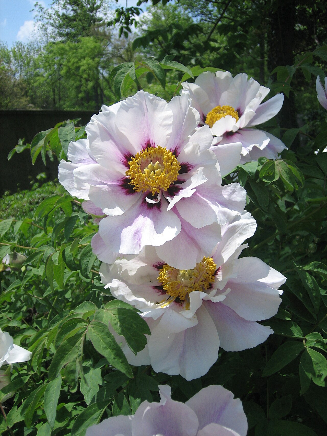 Paeonia rockii: Tree Peony