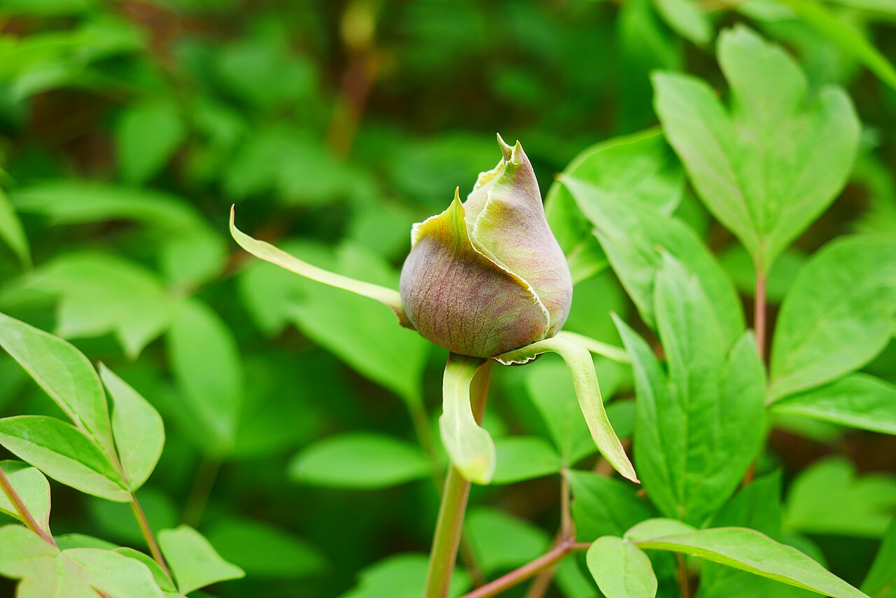 Paeonia rockii: Paeonia Rockii bud
