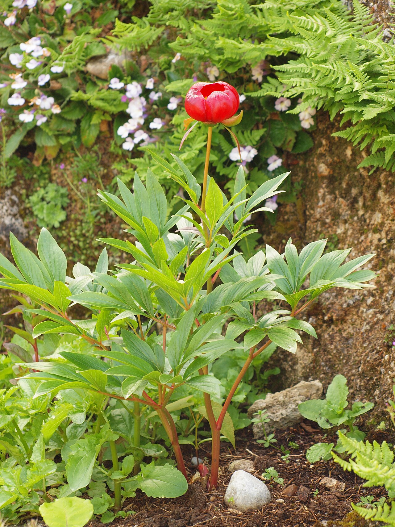 Paeonia saueri: Paeonia saueri or Paeonia parnassica