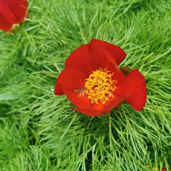 Paeonia tenuifolia (Paeonia tenuifolia)