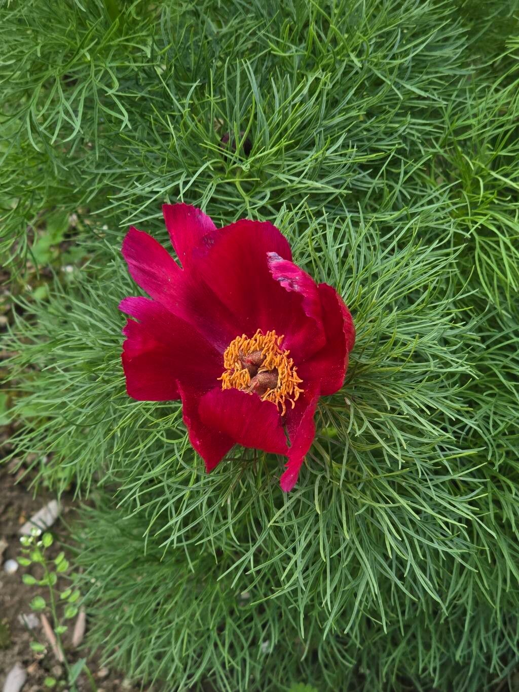 Paeonia tenuifolia (Paeonia tenuifolia)