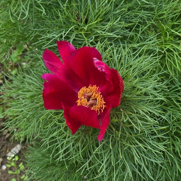 Paeonia tenuifolia (Paeonia tenuifolia)