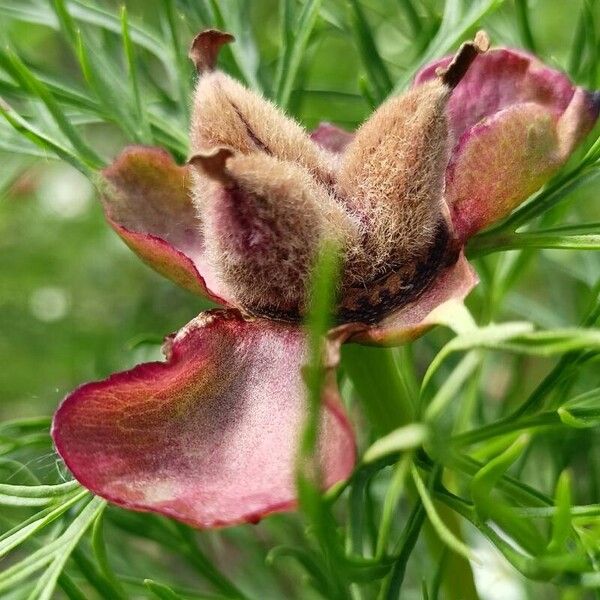Paeonia tenuifolia (Paeonia tenuifolia)