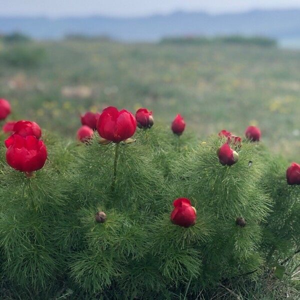 Paeonia tenuifolia (Paeonia tenuifolia)