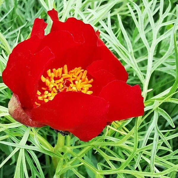 Paeonia tenuifolia (Paeonia tenuifolia)