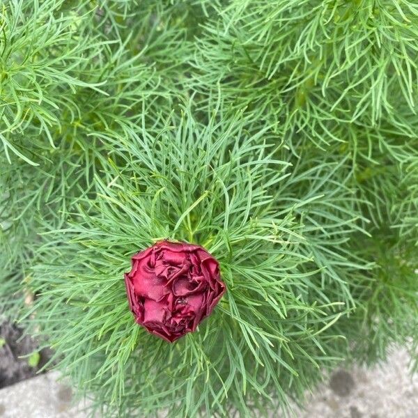 Paeonia tenuifolia (Paeonia tenuifolia)